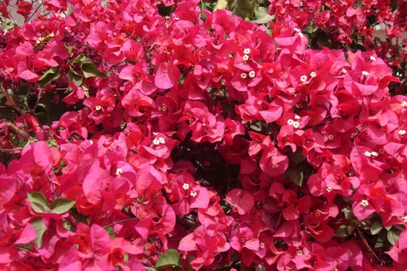 Bougainvilliers Tunisie